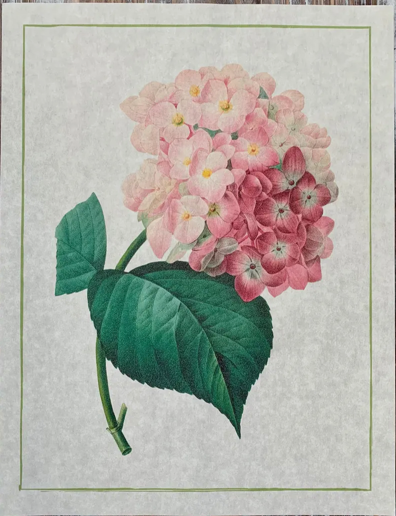 Botanical Art Print Hydrangea